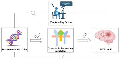 Inflammatory cytokines and stroke and its subtypes: a genetic correlation and two-sample Mendelian randomization study